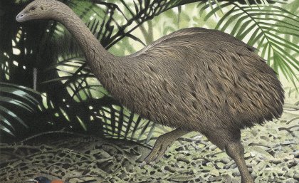 Little bush moa. © Te Papa. Little bush moa. © Te Papa.